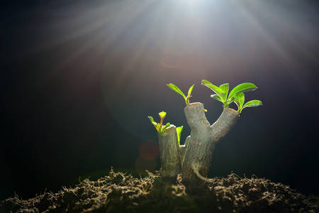 Sprout growing from tree branch in the morning light