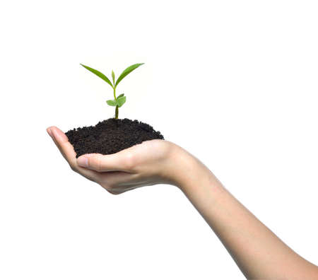 Hand holding a green young plant isolated on white background