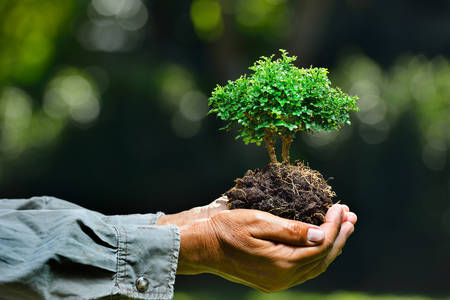 Farmer's hands holding a small tree on nature background Farmer's hands holding a small tree on nature background