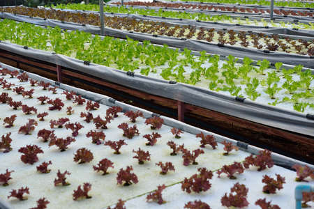 Rows of assorted vegetables in agricultural plantation