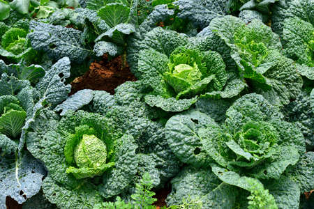 Close up of fresh cabbage in the garden