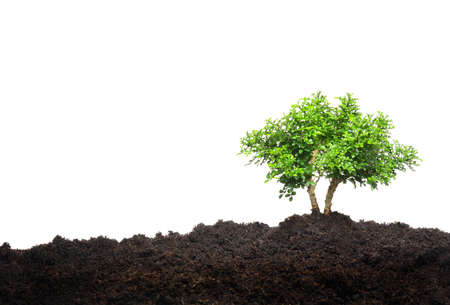 Small tree isolated on white backgroundの写真素材