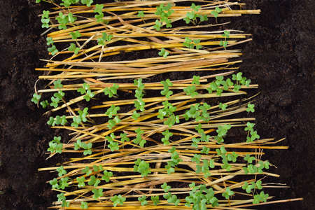 Group of green sprouts growing out from soilの写真素材