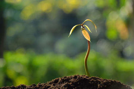 Young plant in the morning light on nature backgroundの写真素材