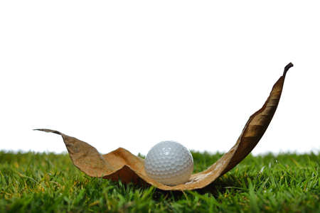 Golf ball on an obstructing leaf in golf course isolated on white backgroundの写真素材