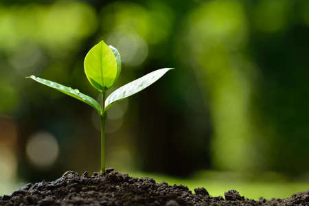 Young plant in the morning light on nature background