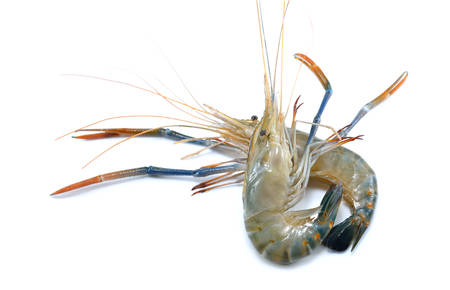Fresh shrimps,prawns isolated on white backgroundの写真素材