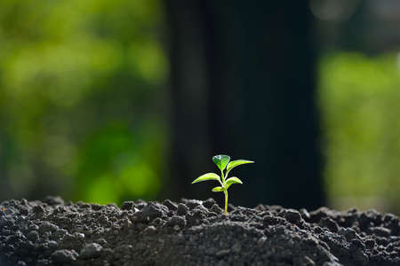 Young plant in the morning light on nature background