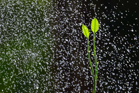 Green seedling growing on the ground in the rain