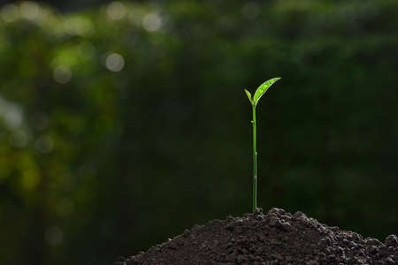Young plant in the morning light on nature background