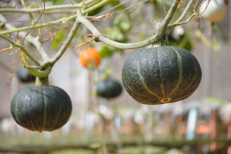 Vegetables salad growing out of the earth in the gardenの写真素材