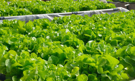 The growing organic vegetables in the hydroponic farmの写真素材