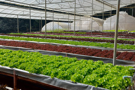 The growing organic vegetables in the hydroponic farm