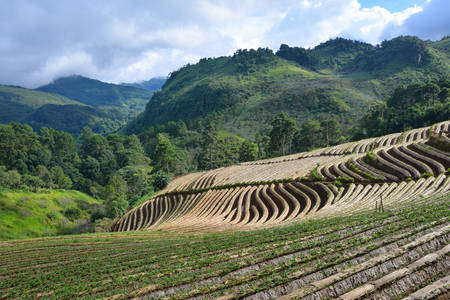 Agriculture strawberry field in the North of Thailandの写真素材