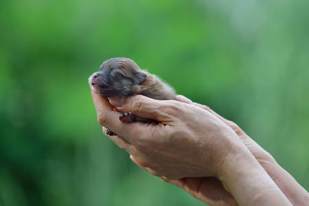 Hands holding and caring newborn Pomeranian puppy