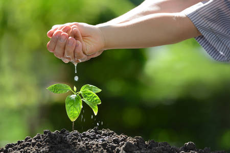 Children's hands watering a young plantの写真素材
