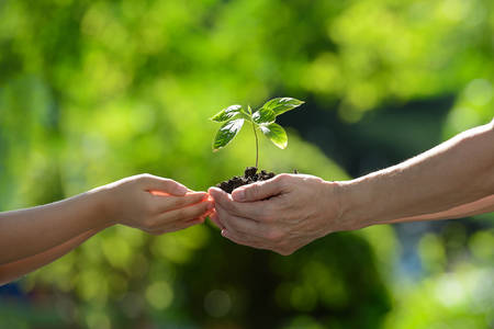Two hands holding together a green young plantの写真素材