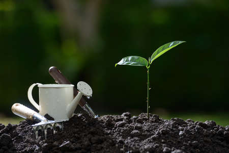 Young plant and garden equipments in the morning light