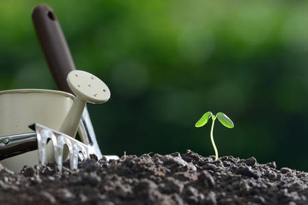 Young plant and garden equipments in the morning lightの写真素材