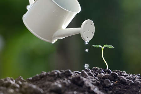 Sprout watered from a watering can on nature background