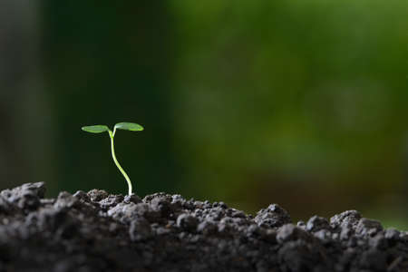 Young plant in the morning light on nature backgroundの写真素材