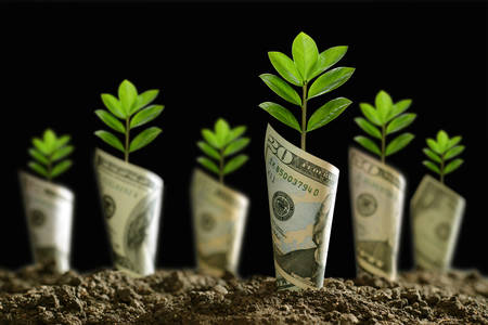 Image of bank notes rolled around plants on soil for business, saving, growth, economic concept on black backgroundの写真素材