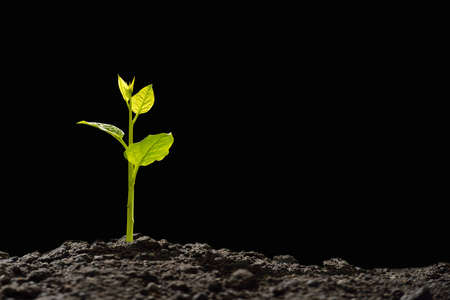 Green sprouts growing out from soil in the morning light on black backgroundの写真素材