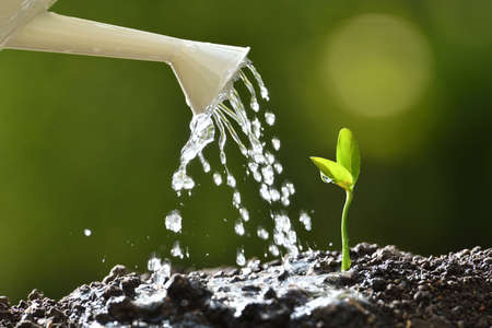Sprout watered from a watering can on nature backgroundの写真素材