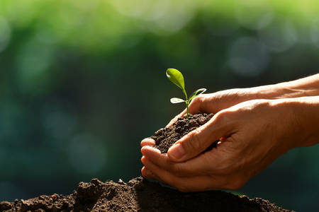 Hands holding and caring a green young plant
