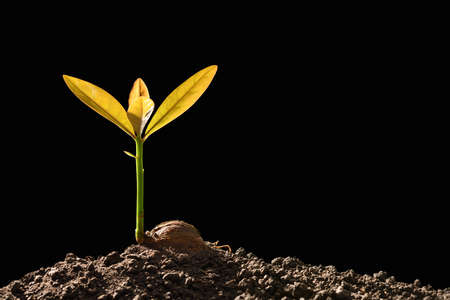 Green sprout growing from seed on black backgroundの写真素材