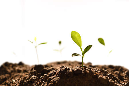 Group of green sprouts growing out from soil isolated on white backgroundの写真素材