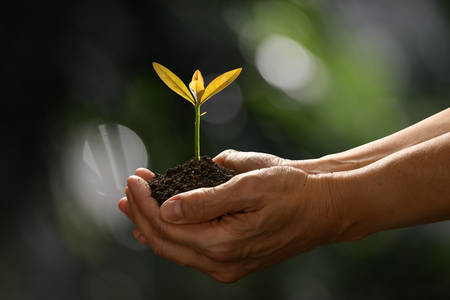 Hands holding and caring a green young plant on nature background