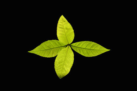 Top view of green sprout isolated on black background