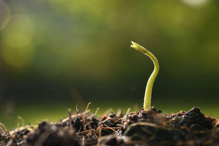 Young plant in the morning light on nature background