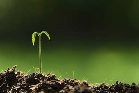 Young plant in the morning light on nature background