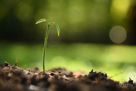 Young plant in the morning light on nature backgroundの写真素材