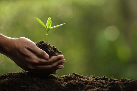 Hands holding and caring a green young plantの写真素材