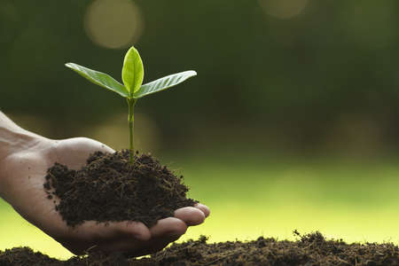Hands holding and caring a green young plant