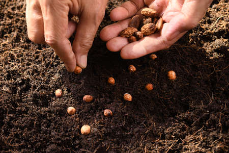 Farmerâ€™s hand planting seeds in soil