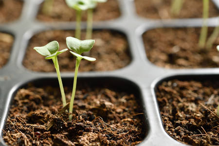 Young plants growing in nursery tray in the gardenの写真素材