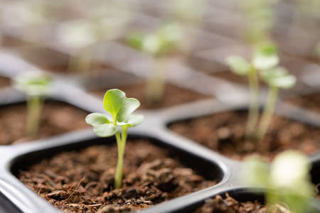Young plants growing in nursery tray in the gardenの写真素材