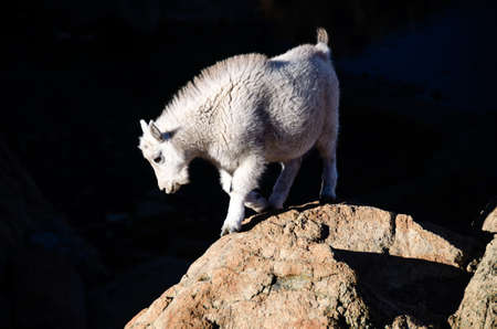 Baby mountain goat against dark backgroundの写真素材