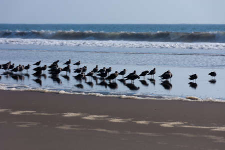 Group of birds on a californian beachの写真素材