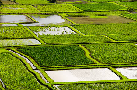Taro fields in Hanalei valleyの写真素材