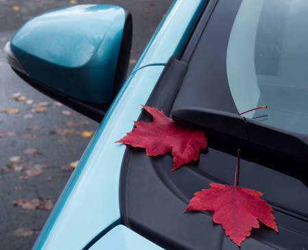 Autumn leaves on a car bodyの写真素材