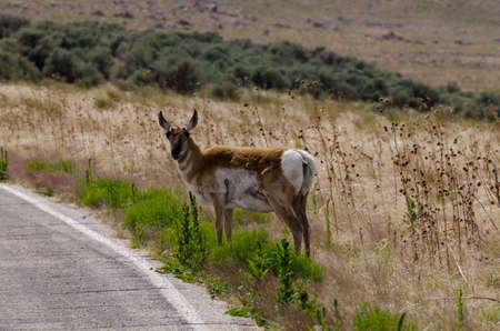Antelope about to cross the road