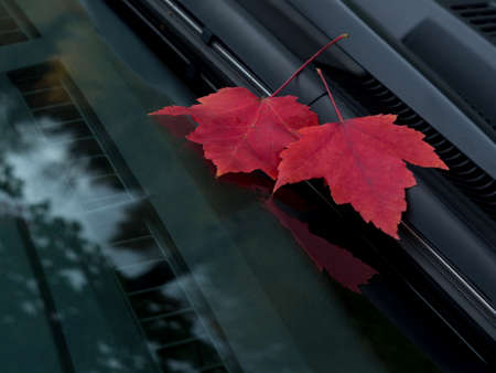 Leaves on the windshieldの写真素材