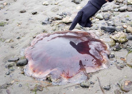 Man touching a big jellyfish on a beachの写真素材