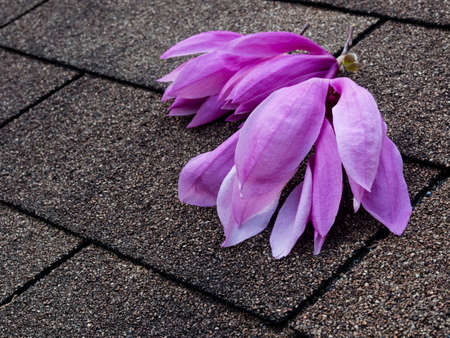 Pink and purple magnolia flowers on asphalt shingles roofの写真素材