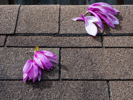 Pink and purple magnolia flowers on asphalt shingles roof